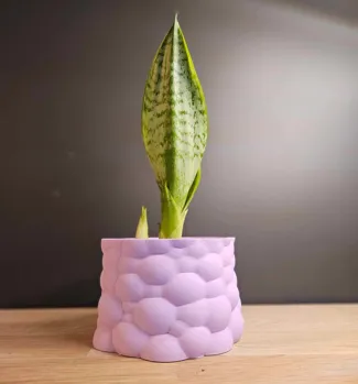 Funky Plant Pot – Designed by PP! 6cm