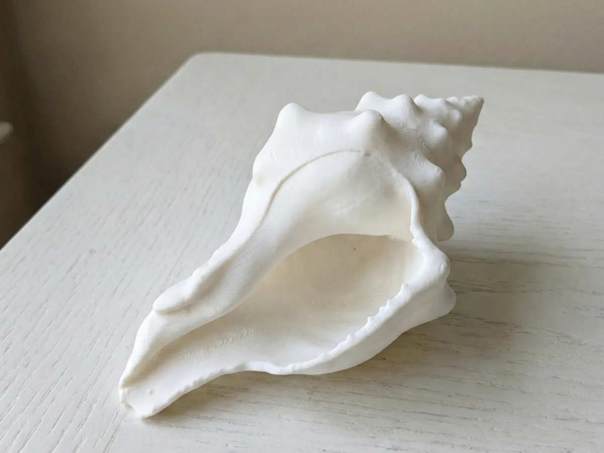 Realistic Spiral Conch Shell - Ocean Decor - Free 3D Print Model ...