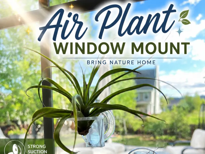 Air Plant Window Mount