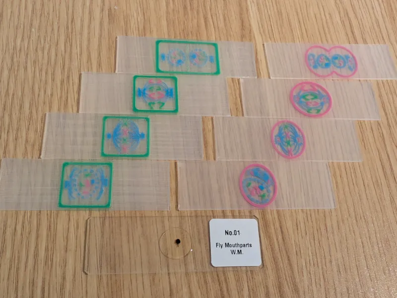 Plant & Animal Mitosis Slides