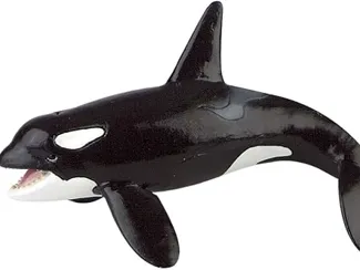 killer whale