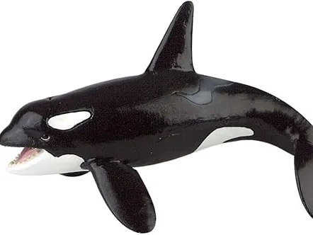 killer whale