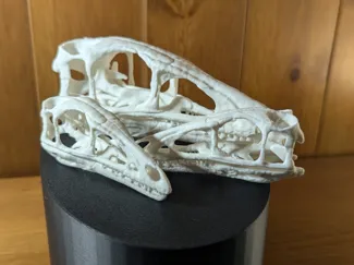 Compsognathus Dinosaur Skull
