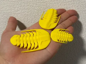 Trilobite Cryptolithus