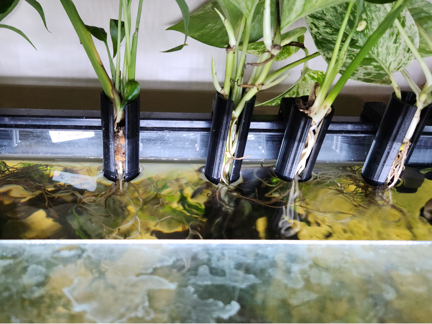 Rimmed Aquarium (27mm) Plant Holder Peace Lily