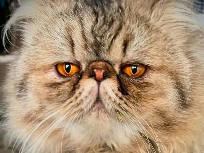 Twinkle Persian cat