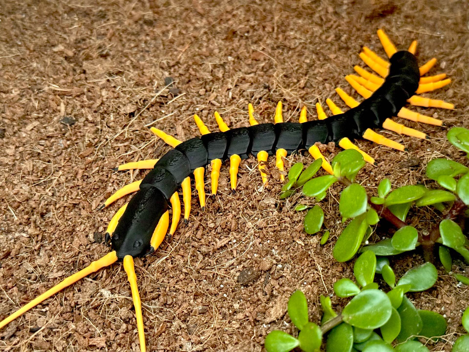Miniatura 2 do modelo 3D Realistic Flexi Centipede