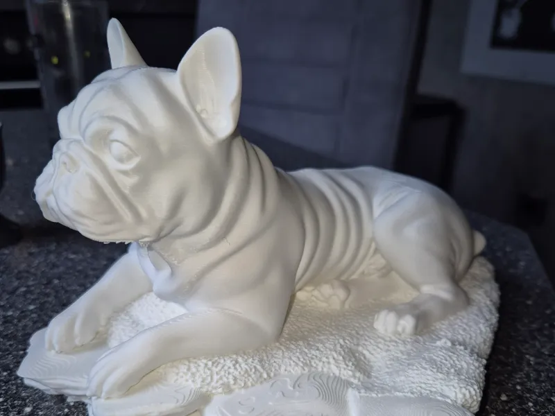 Französische Bulldogge  French Bulldog dog 