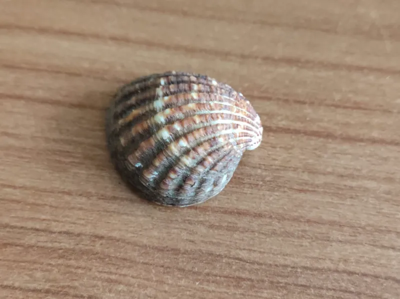Vongola Guscio realistico scansionato