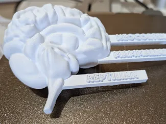 Triurn Brain