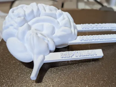 Triurn Brain