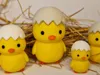 Chick Medium