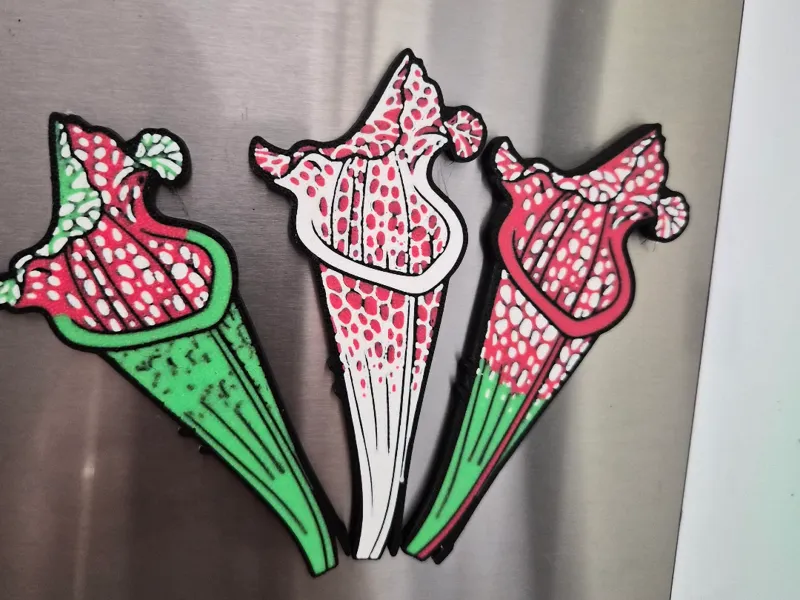 Sarracenia Leucophylla (Pitcher Plant) Magnet