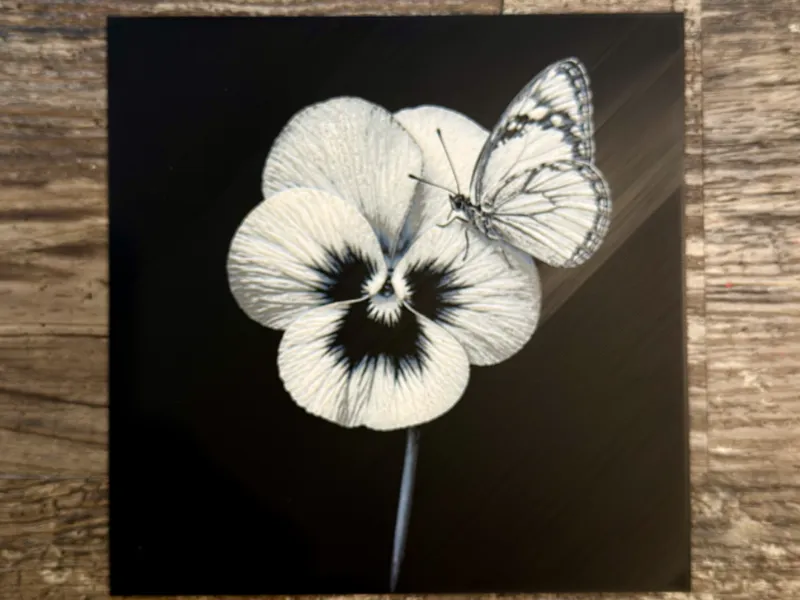 Violet with butterfly Flower Series
