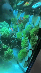Miniatura 1 do modelo 3D 可定制  的海缸 草皮珊瑚 磁吸 繁殖架