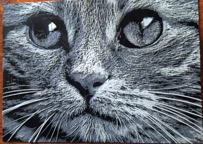 Cat - hueforge