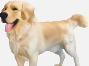 Hund