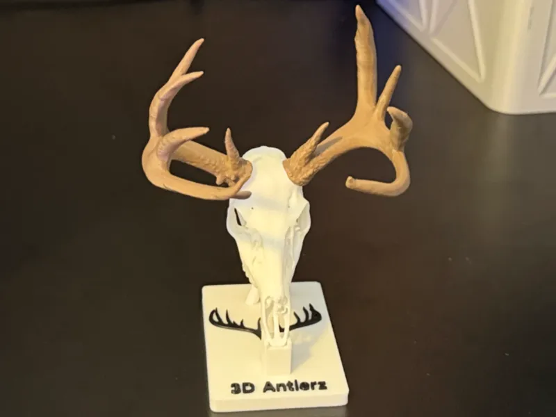 11 Point Whitetail Deer 170"
