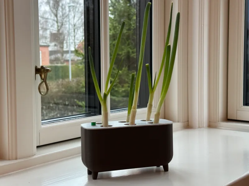 Spring Onion ReGrow Planter