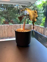 11cm