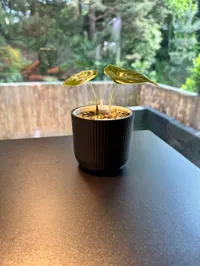 8cm