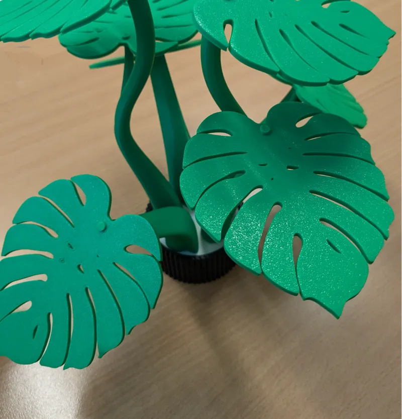 Monstera plant