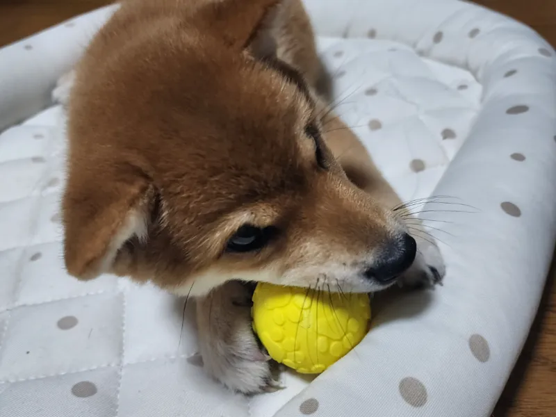 The Paw-Moon: 50mm Dog Toy & Desk Toy