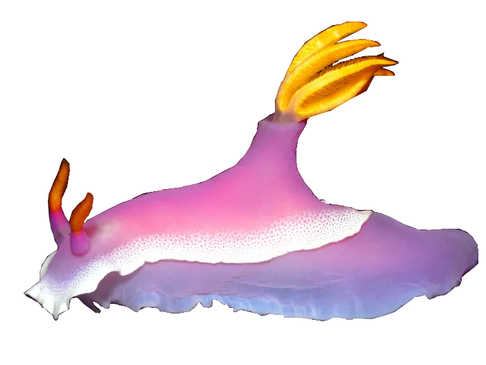 Hypselodoris