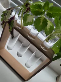 Support pour tubes de bouturage — photo 3