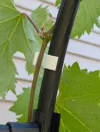 Trellis diameter 19mm, PLA