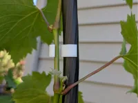 Trellis diameter 19mm, PETG