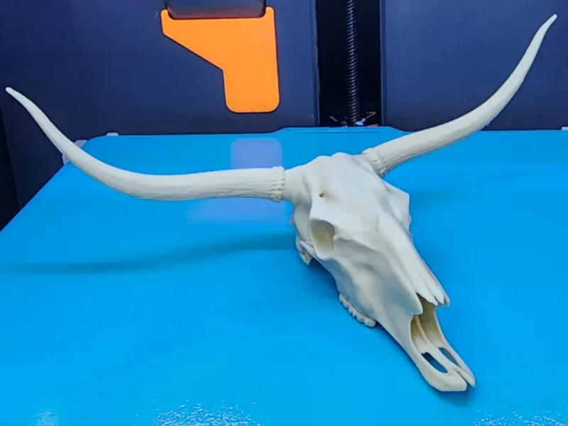 Bull Skull Longhorn