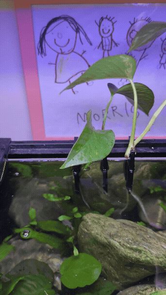 pothos clip for fish tank
