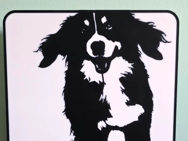 Bernese Mountain Dog