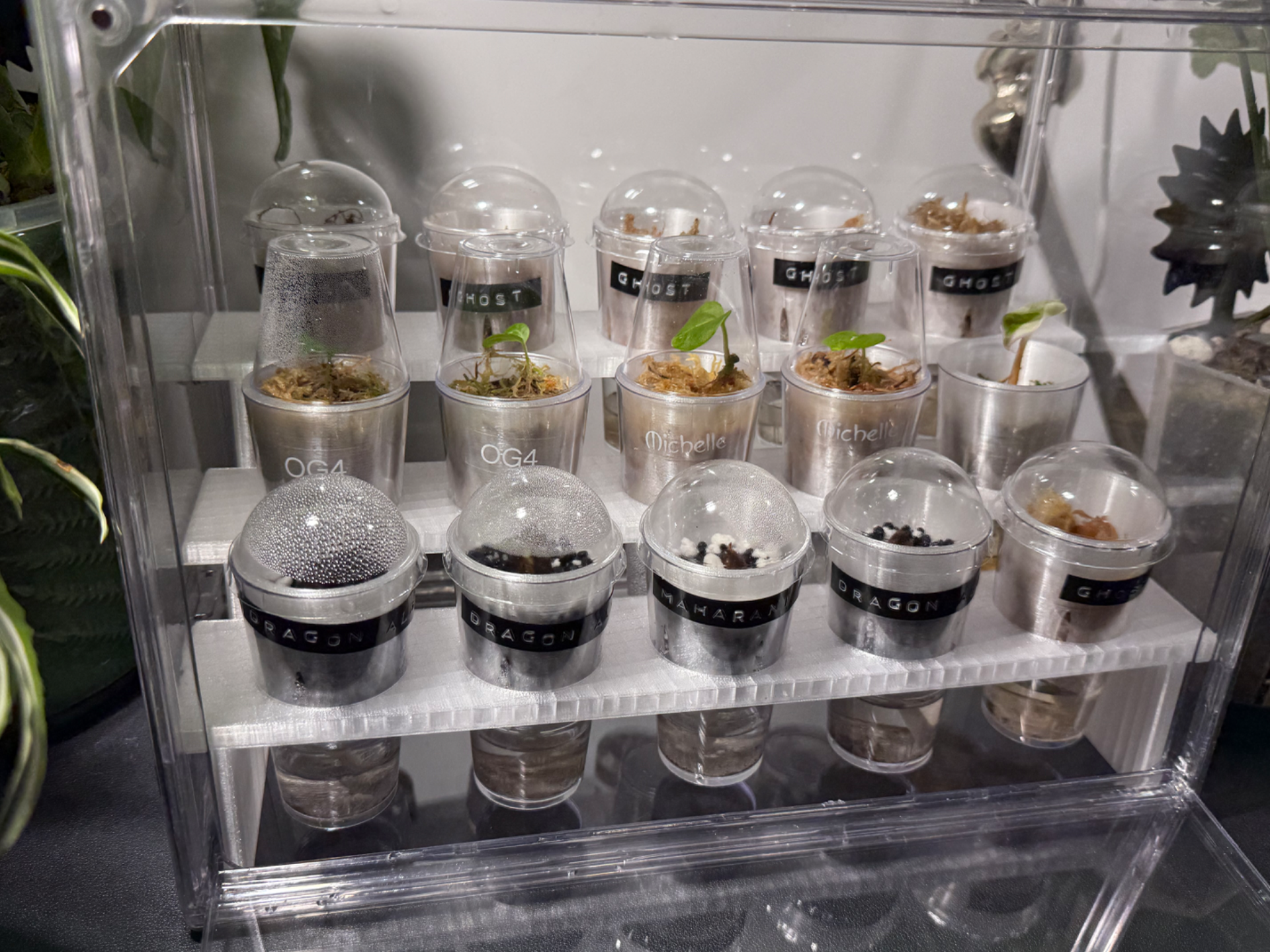 Compact Corm Propagation Rack – 15 Cup