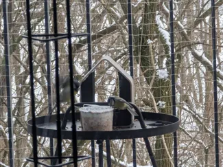 BirdHaus MINI