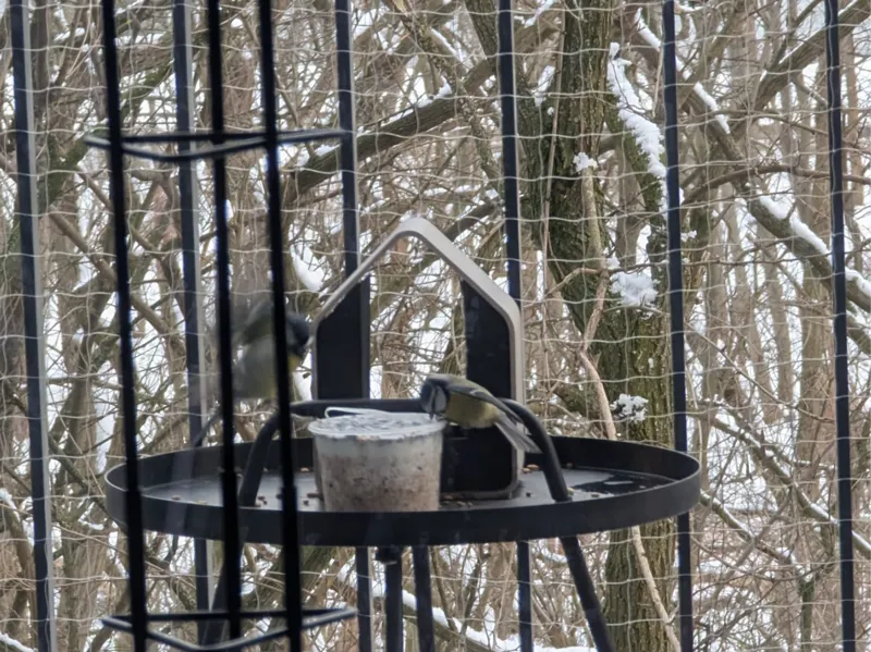 BirdHaus MINI