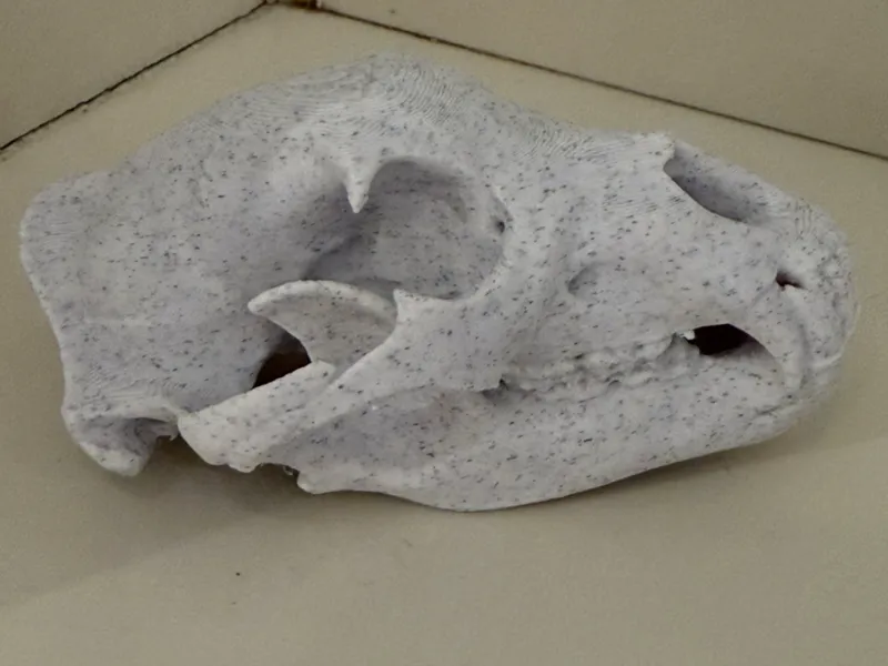Grizzly skull