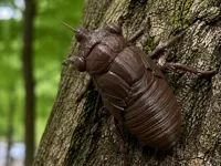 3cm 0.2mm 层高, 3 层墙, 5% 填充