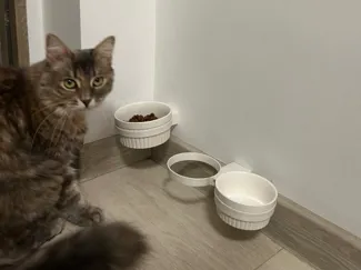 Pet food bowl holder