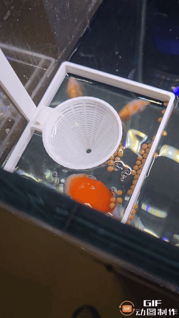 https://makerworld.bblmw.com/makerworld/model/US553d98acdd453c/design/2025-04-13_a1da5e8a68fc9.gif