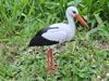 Stork 1:4 Scale – A1 mini