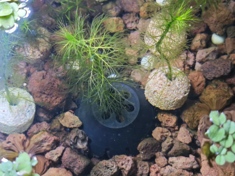 鱼缸水草固定器（定植生根6g耗材20分钟快速打印）