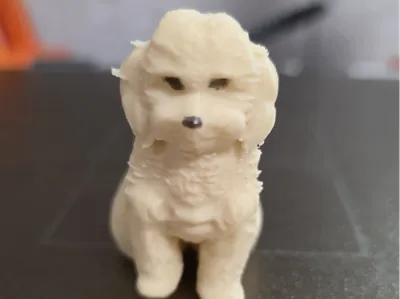 maltipoo