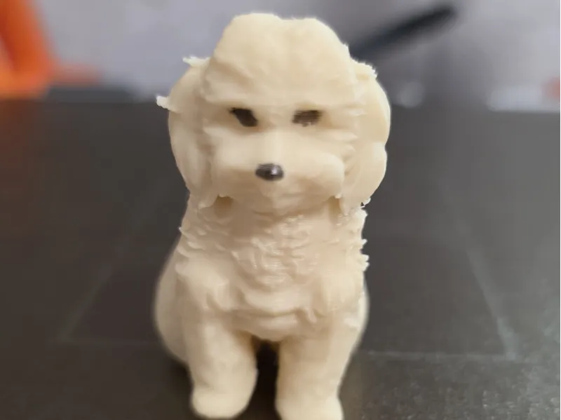 maltipoo