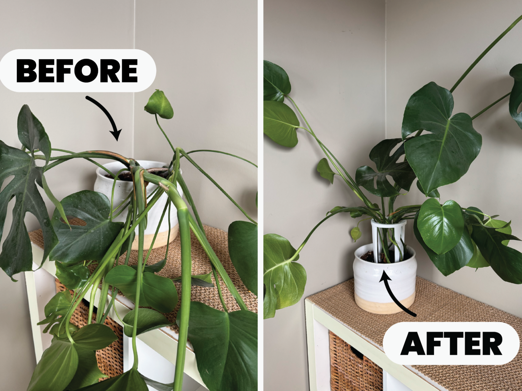 Plant Support
