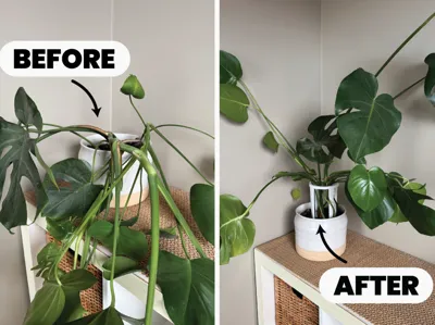 Plant Support