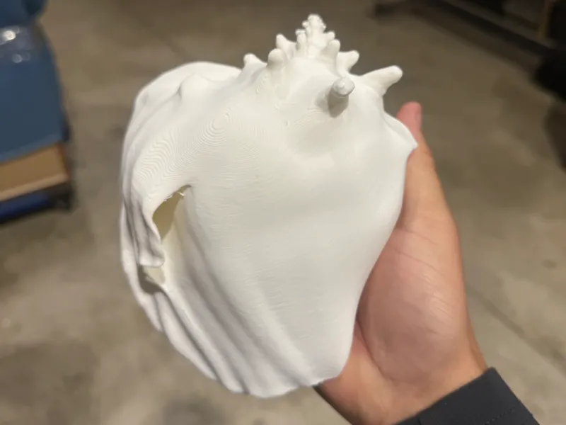 6 & 8 Inch Conch Shell