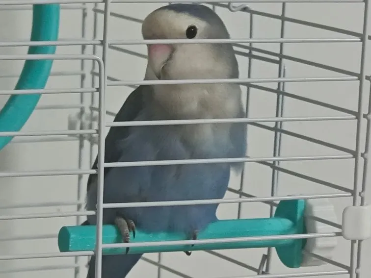 鹦鹉直线支架 Straight-line Parrot Cage Stand&Perch