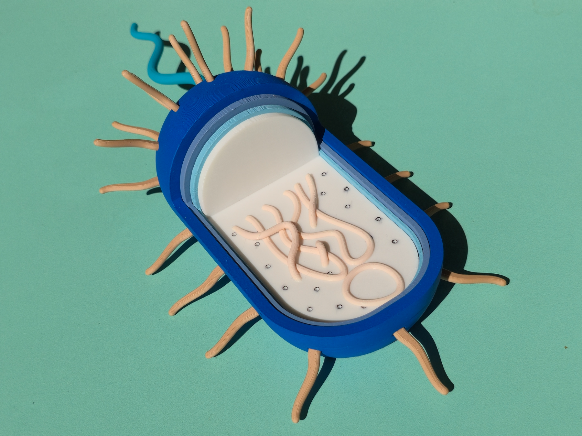 Prokaryotic Cell (Educational Model)